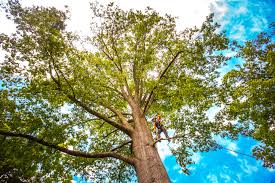 Professional Tree Services in Sans Souci, SC