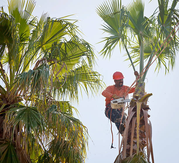 Best Tree Preservation Services  in Sans Souci, SC